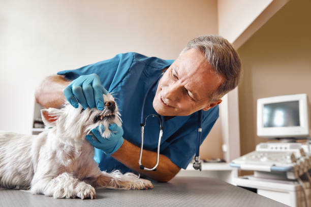 Best Emergency Treatment for Dental Infections or Abscesses in Forest Hills, MI
